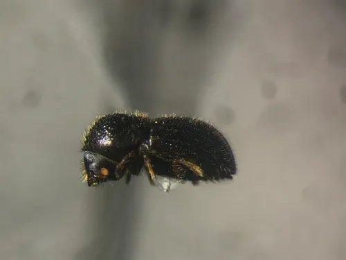 European Shothole Borer