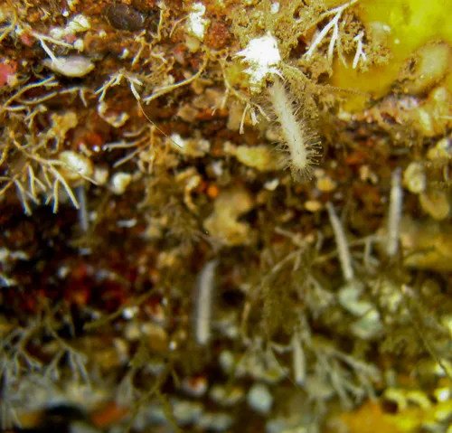 Carnivorous Sponge
