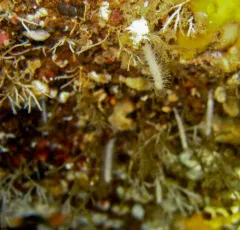 Carnivorous Sponge thumbnail 1
