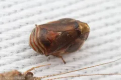 Clastoptera ovata thumbnail 1