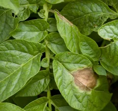 potato blight thumbnail 4