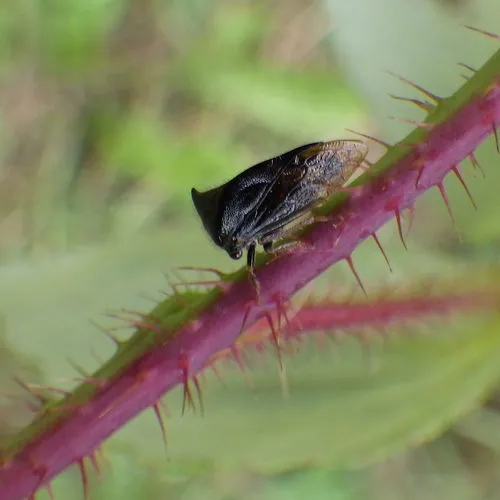 Stictocephala basalis