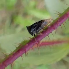 Stictocephala basalis thumbnail 1