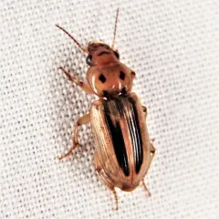 Lined Stenolophus thumbnail 2