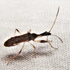 Long-necked Seed Bug thumbnail 2