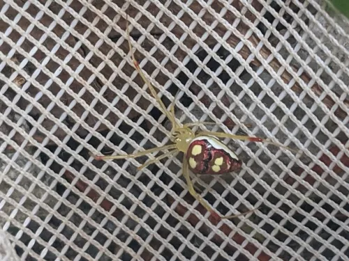 Spintharus flavidus