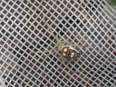 Spintharus flavidus thumbnail 1