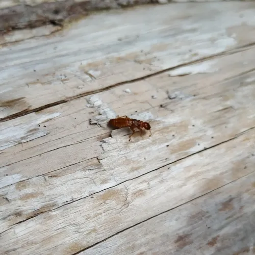 Pacific Dampwood Termite