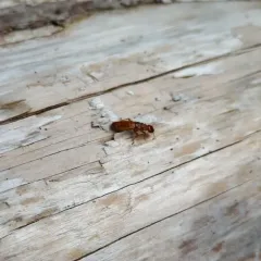 Pacific Dampwood Termite thumbnail 1