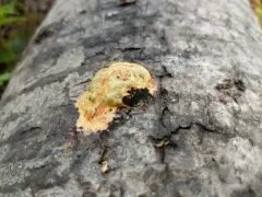 Fuligo luteonitens thumbnail 2
