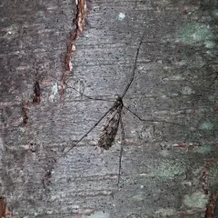 Limonia parietina thumbnail 4