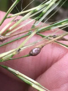 wildrice ergot thumbnail 1