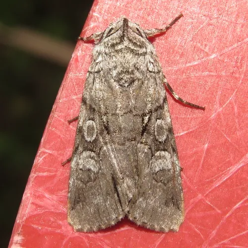 Fringe-tree Sallow