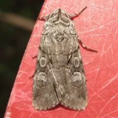 Fringe-tree Sallow thumbnail 1
