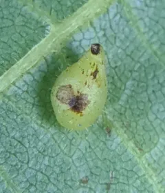 Caryomyia eumaris thumbnail 1