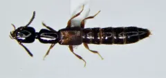 Kephalos Rove-hunter Beetle thumbnail 2