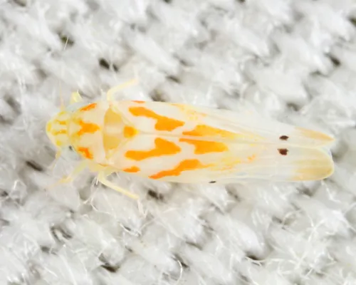 Eratoneura manus