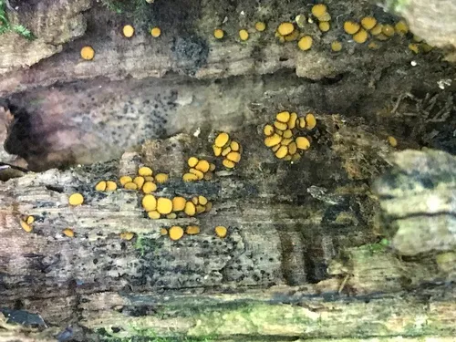 Immersiella caudata