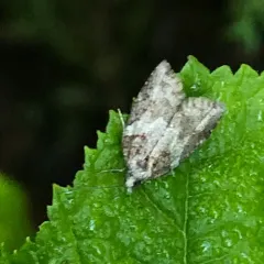 Western Black-headed Budworm thumbnail 2