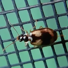 Lebia fuscata thumbnail 2