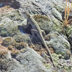 Common Side-blotched Lizard thumbnail 3