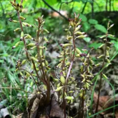 autumn coralroot thumbnail 2