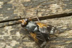 Euthera setifacies thumbnail 4