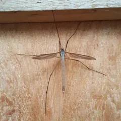 European Crane Fly thumbnail 3