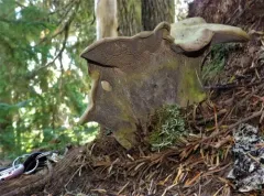Polyporoletus sublividus thumbnail 2