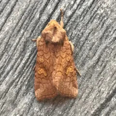American Ear Moth thumbnail 4