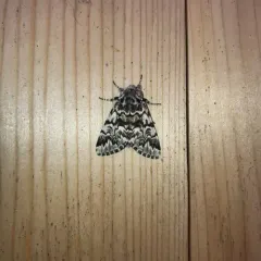 Black Zigzag Moth thumbnail 2