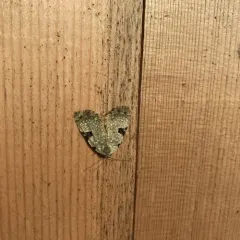 Green Leuconycta Moth thumbnail 3