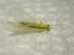 Margined Sallfly thumbnail 2