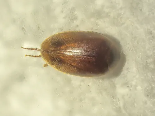 Nycteus infumatus