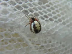 Small Orbweaver thumbnail 1