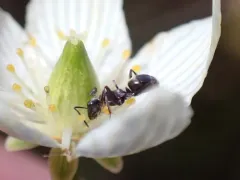 Light Bronze Mound Ant thumbnail 2