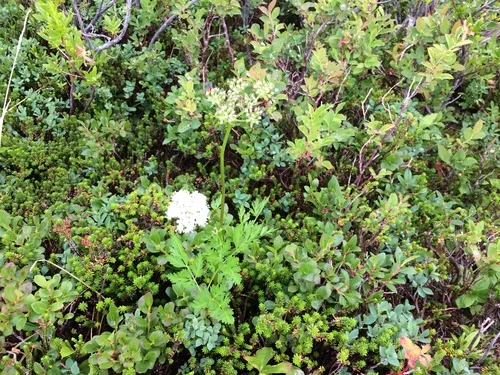 Calder's Lovage