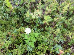 Calder's Lovage thumbnail 1
