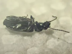 Sericoda bembidioides thumbnail 2