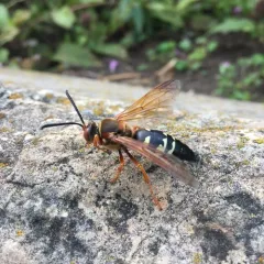 Eastern Cicada-killer Wasp thumbnail 3