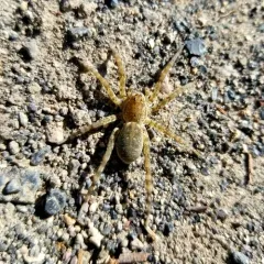 Shoreline Wolf Spider thumbnail 2