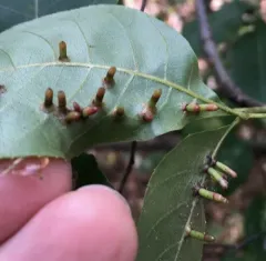 Hickory Bullet Gall Midge thumbnail 2