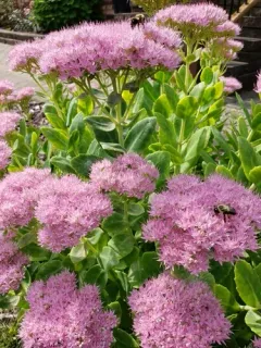 Butterfly Stonecrop thumbnail 3