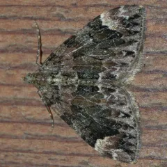 Dark Marbled Carpet thumbnail 4