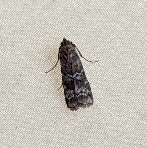 Dioryctria banksiella