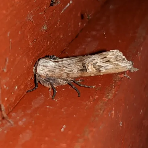 American Brindle Moth