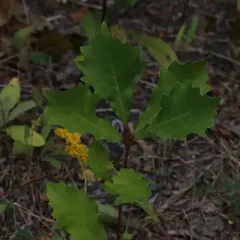 chinkapin oak thumbnail 4