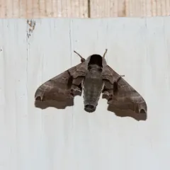Twin-spotted Sphinx thumbnail 4