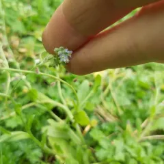 field forget-me-not thumbnail 2