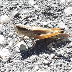 Marsh meadow grasshopper thumbnail 3